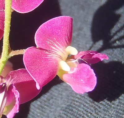 Dolichos hastiformis, photographed by Nicola van Berkel
