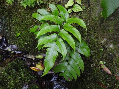 Diplazium megaphyllum, photographed by Jacy Chen