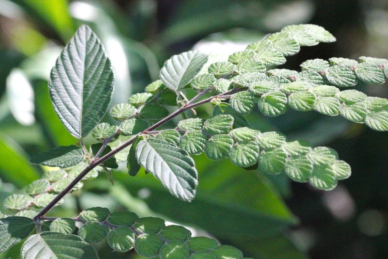 Phyllodium pulchellum, photographed by Agnes Trekker