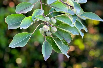Triadica cochinchinensis, photographed by Agnes Trekker