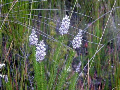 Spatalla propinqua, photographed by Klaus Wehrlin