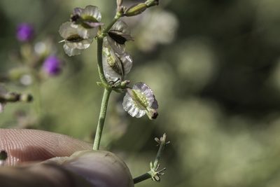 Acleisanthes chenopodioides