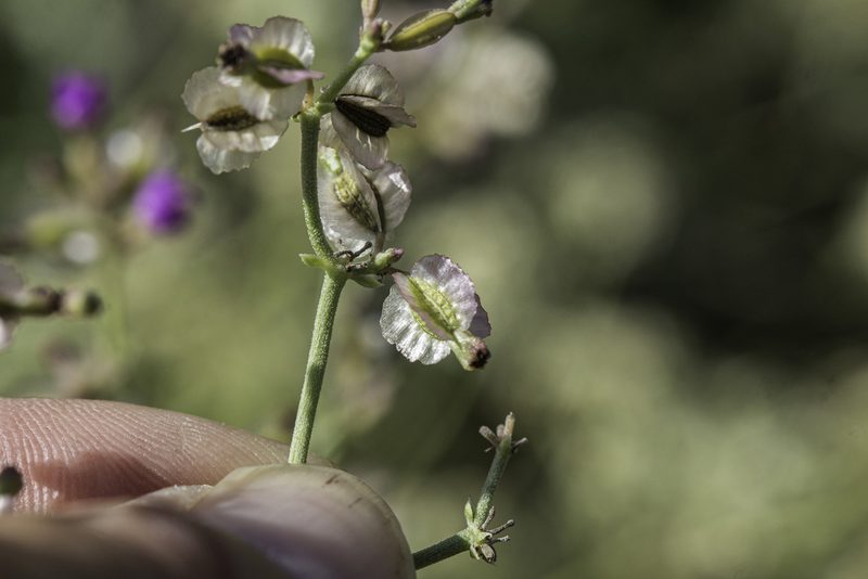 Acleisanthes chenopodioides, photographed by Craig Martin