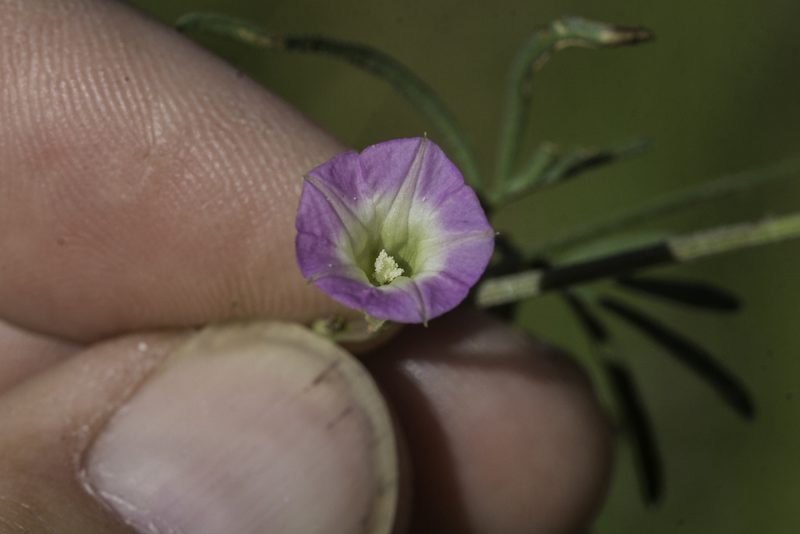 Ipomoea costellata, photographed by Craig Martin