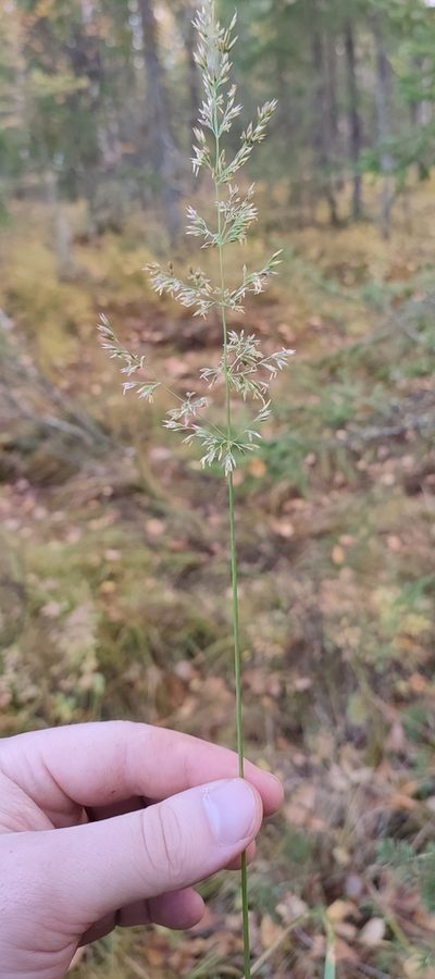 Calamagrostis lapponica, photographed by Yurii Basov