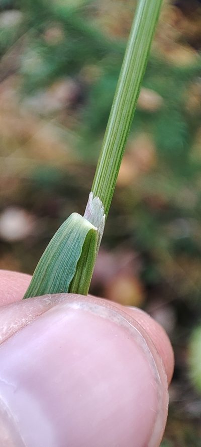 Calamagrostis lapponica, photographed by Yurii Basov