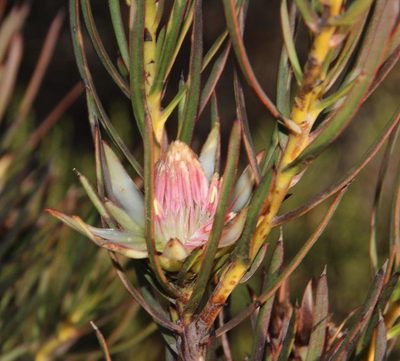 Protea odorata, photographed by Tony Rebelo