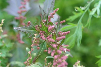 Chenopodium rubrum, photographed by evgeniq_benihanov
