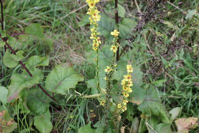 Verbascum nigrum, photographed by Daria
