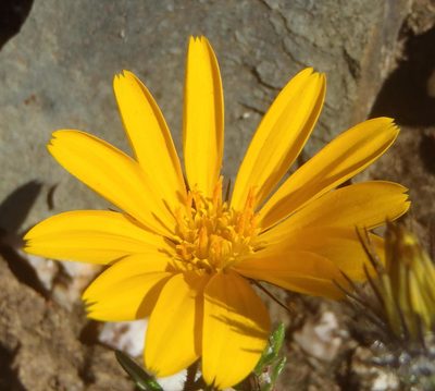 Hirpicium integrifolium, photographed by Nicola van Berkel