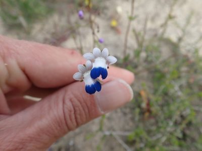 Nemesia barbata, photographed by Ryan van Huyssteen