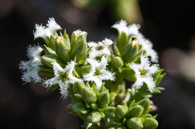 Thesium sonderianum, photographed by magriet b