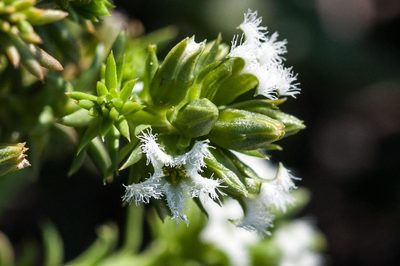 Thesium sonderianum, photographed by magriet b