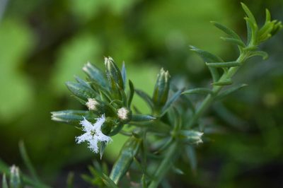 Thesium sonderianum, photographed by magriet b