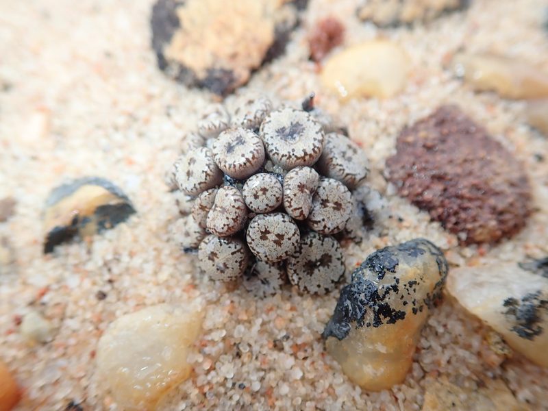 Conophytum comptonii, photographed by Ryan van Huyssteen