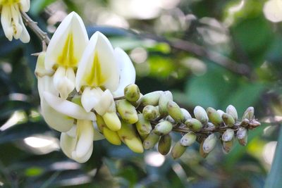 Nanhaia speciosa, photographed by Agnes Trekker