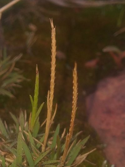 Oropetium thomaeum, photographed by S.MORE