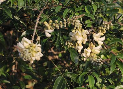Nanhaia speciosa, photographed by Agnes Trekker