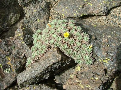 Oxalis erythrorhiza, photographed by Guillermo Debandi