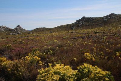 Erica pyxidiflora, photographed by Tony Rebelo
