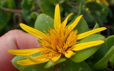 Didelta spinosa, photographed by Nicola van Berkel