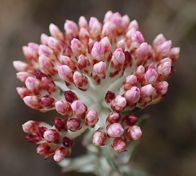 Metalasia fastigiata, photographed by Nicola van Berkel