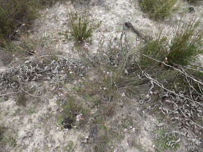 Serruria linearis, photographed by James Deacon