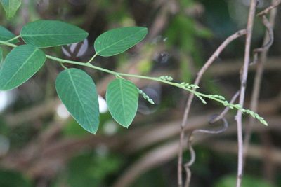 Berchemia floribunda, photographed by Agnes Trekker