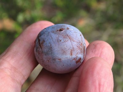 Prunus mexicana, photographed by Annika Lindqvist
