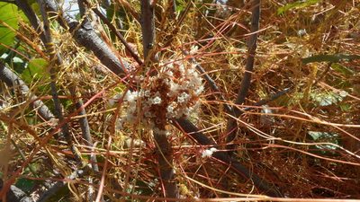 Cuscuta africana, photographed by Di Turner