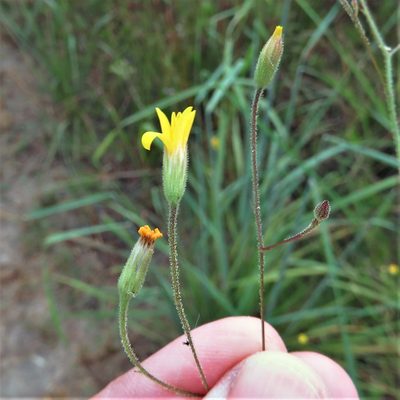 Croptilon divaricatum, photographed by Annika Lindqvist