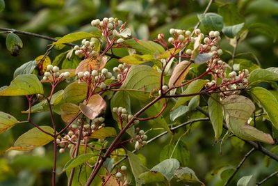 Cornus racemosa, photographed by Patrick Hanly