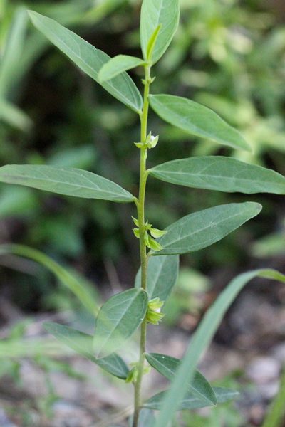 Polygala chinensis, photographed by Agnes Trekker