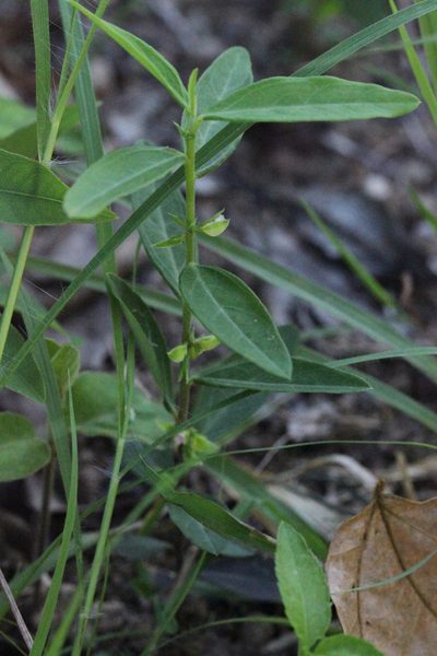 Polygala chinensis, photographed by Agnes Trekker