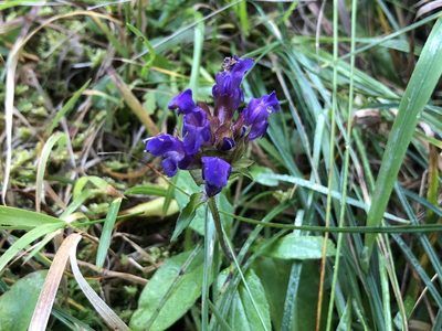 Prunella grandiflora, photographed by Jonathan