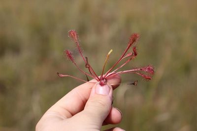 Drosera nidiformis, photographed by Brian du Preez