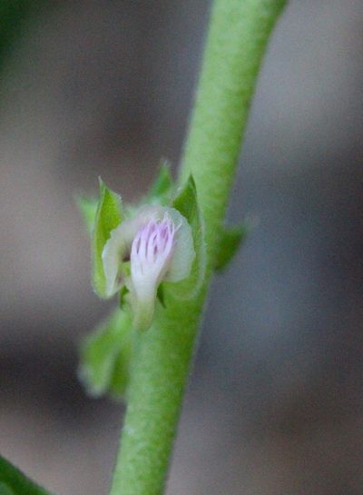 Polygala chinensis, photographed by Agnes Trekker