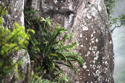 Encephalartos natalensis, photographed by Tony Rebelo