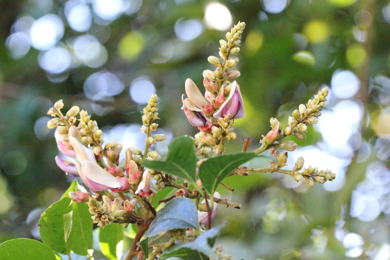 Callerya nitida, photographed by Agnes Trekker