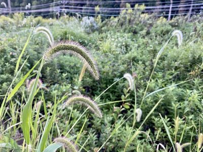 Setaria faberi, photographed by Emily Summerbell