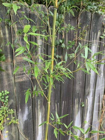 Phyllostachys aureosulcata, photographed by Ian Wolfe