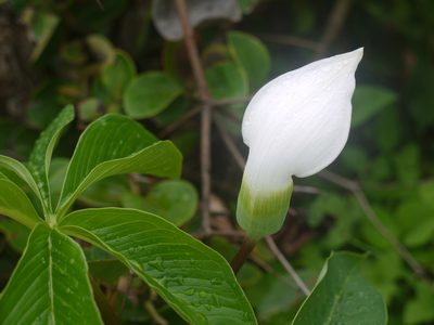 Arisaema murrayi, photographed by Dinesh Valke