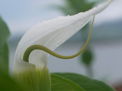 Arisaema murrayi, photographed by Dinesh Valke