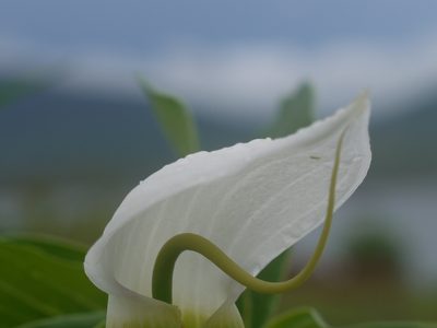Arisaema murrayi, photographed by Dinesh Valke