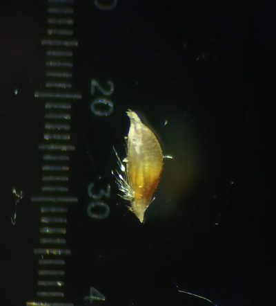 Oropetium thomaeum, photographed by S.MORE