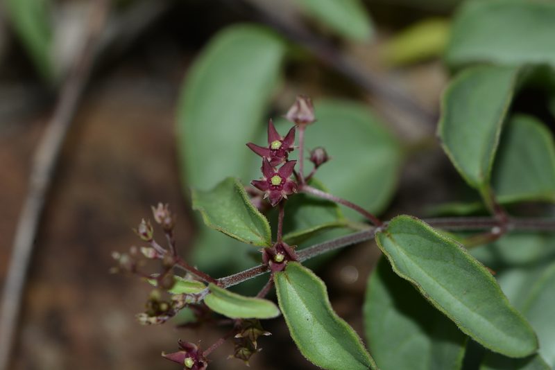 Vincetoxicum fasciculatum, photographed by S.MORE
