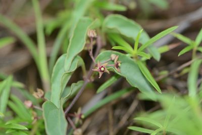 Vincetoxicum fasciculatum, photographed by S.MORE