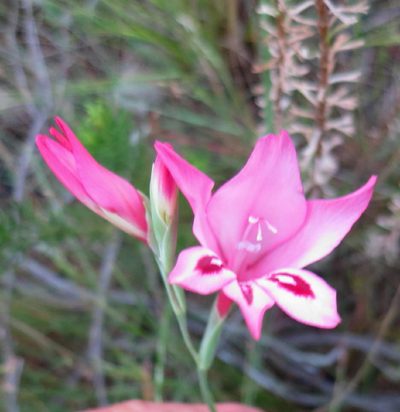 Gladiolus crispulatus, photographed by Di Turner