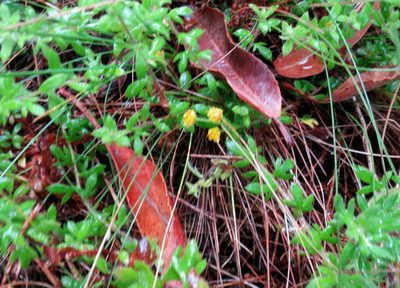 Hippia hutchinsonii, photographed by Di Turner