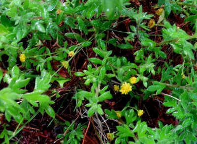 Hippia hutchinsonii, photographed by Di Turner